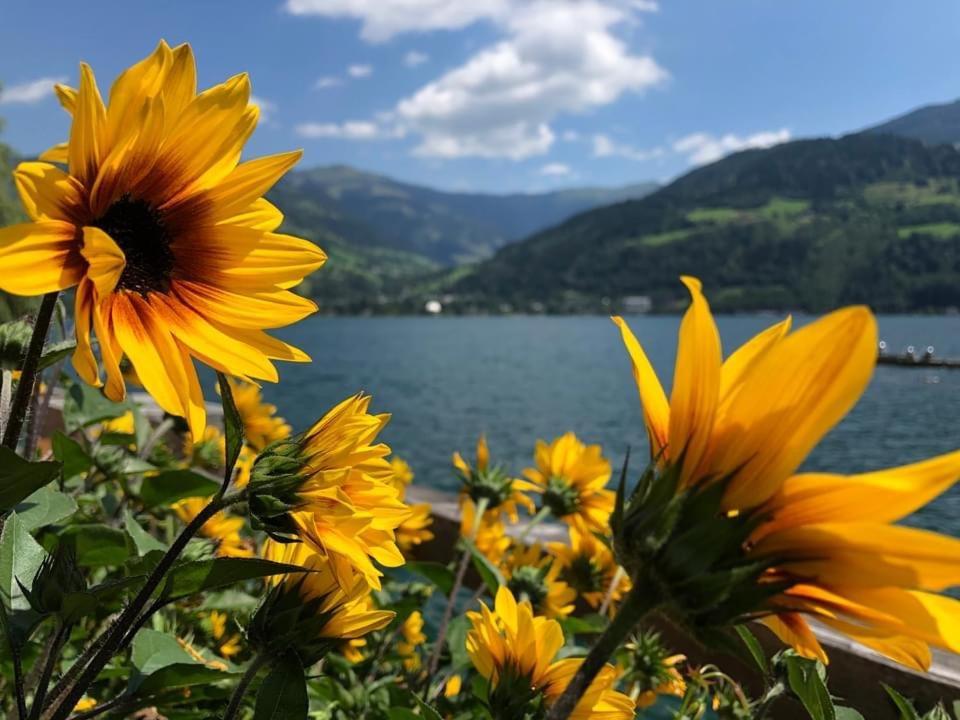 Alpen Appartements Viehhofen - Incl Sommercard Zell Am See Viehhofen Zewnętrze zdjęcie